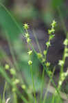 Prikly bog sedge